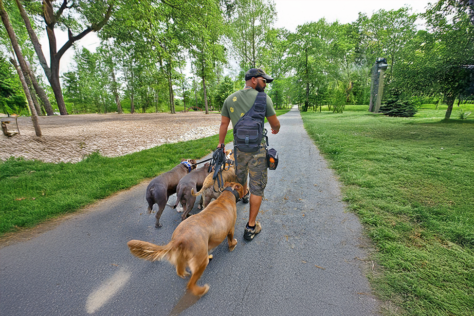 Dog walking on leash